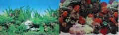 Фон двусторонний для аквариума Кораллы и Растительный, 30х60 см