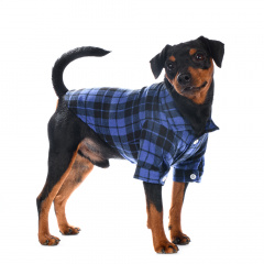 Рубашка для собак XS синий (унисекс)