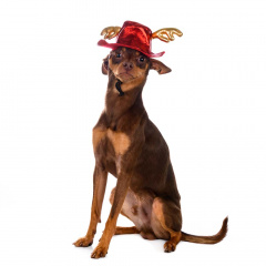 Шляпка безразмерная для кошек и собак с оленьими рожками 6х16см красный (унисекс)