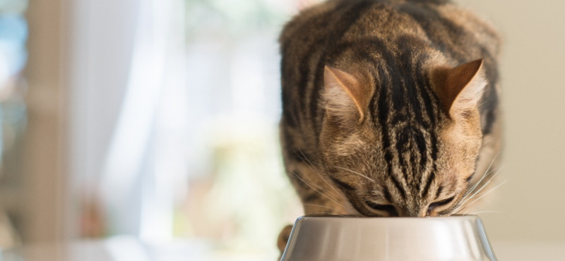 Корм для кошек Mealfeel: мнение ветеринаров
