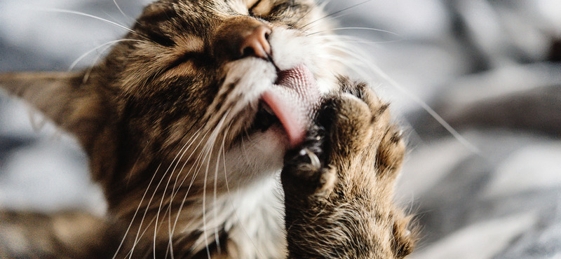 Иммунитет кошек: поддержание и повышение