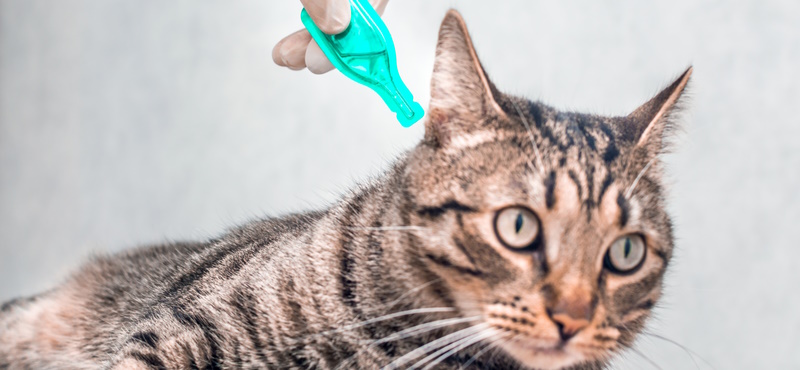 5 популярных мифов о паразитах у кошек и собак