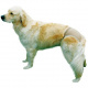 Превью Штанишки для собак Люкс размер 3 40-49 см 2