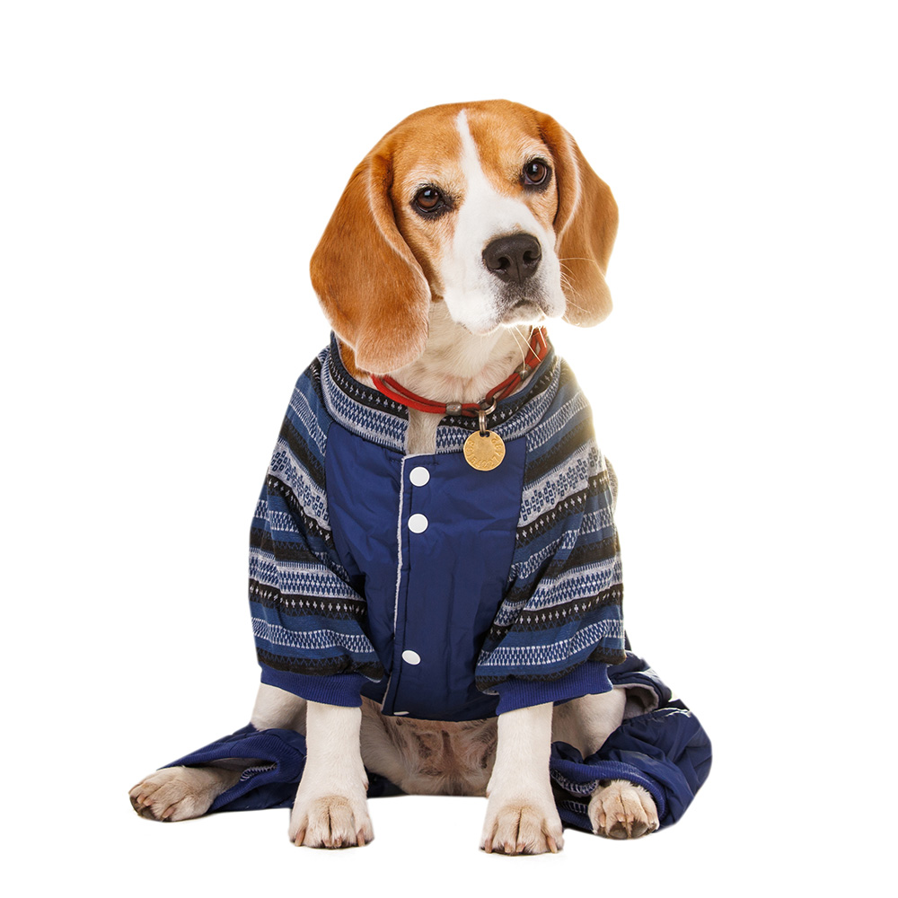 Petmax Комбинезон для собак с узором 3XL синий (унисекс)
Petmax Комбинезон для собак с узором 3XL синий (унисекс)