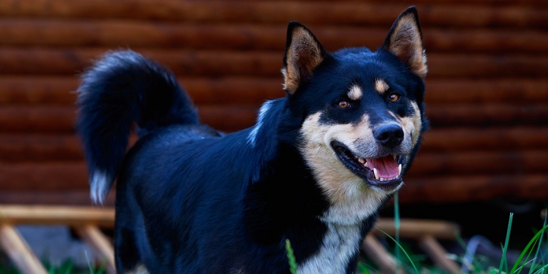 Восточносибирская лайка – порода собак