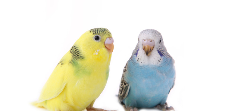 Основы питания волнистых попугаев