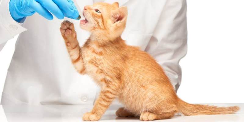 Как выбрать препараты от глистов для кошек?