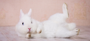 Обзор кроликов для содержания дома