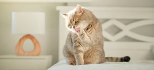 Вредно ли, что кошки едят свою шерсть