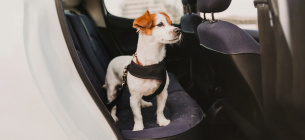 Основные правила и товары для перевозки собак в автомобиле