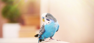 7 компонентов беззаботной жизни волнистого попугая