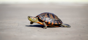 Что нужно знать о красноухой черепахе?