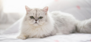 Персидская кошка: характер и описание породы