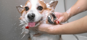 Как помыть собаку в домашних условиях