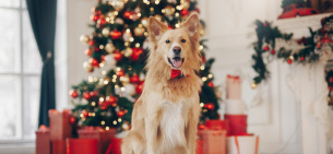 Что подарить собаке на Новый год?