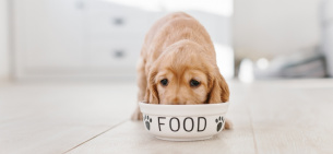 Сколько кормить собаку в день?
