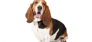 Бассет-хаунд – порода собак