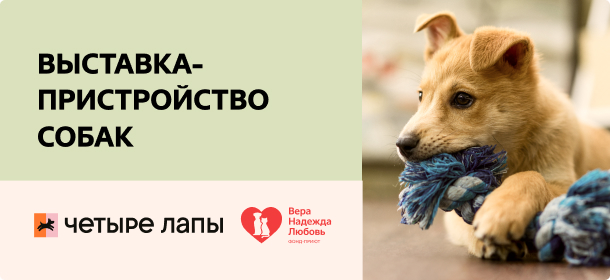 Выставка пристройство собак в Санкт-Петербурге
