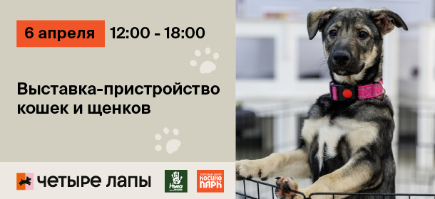 Выставка-пристройство котиков и щенков в Москве