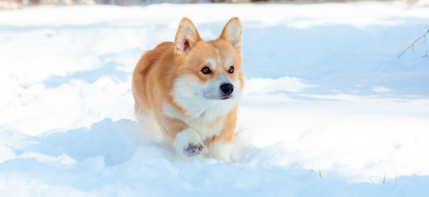 Как защитить лапки собаки от реагентов зимой?