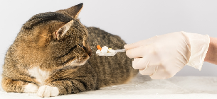 Как выбрать витамины для кошки