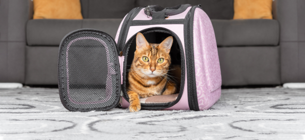 Как выбрать сумку-переноску для кошки