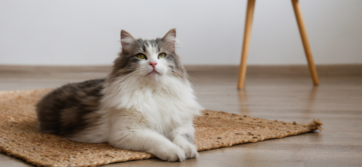 Сибирская кошка: описание, характер, содержание