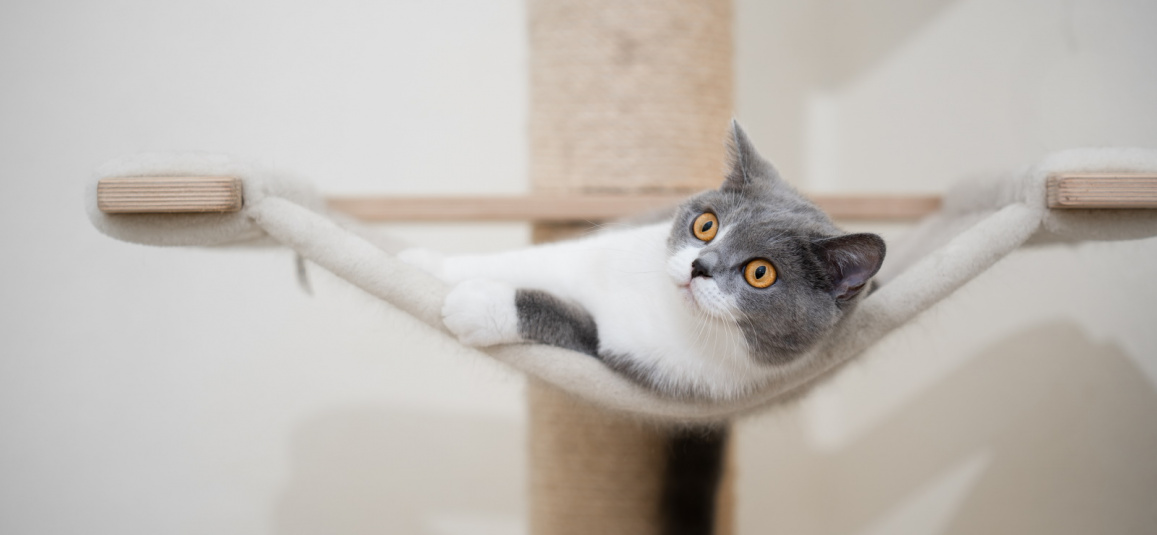 Домики для кошек – купить кошачий домик на OZON по низкой цене
