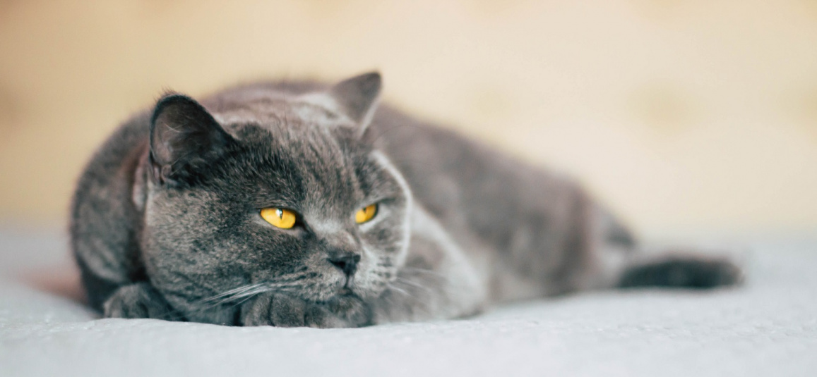 Успокоительные для кошек при стрессе и агрессии - виды препаратов, как  выбрать, обзор популярных средств