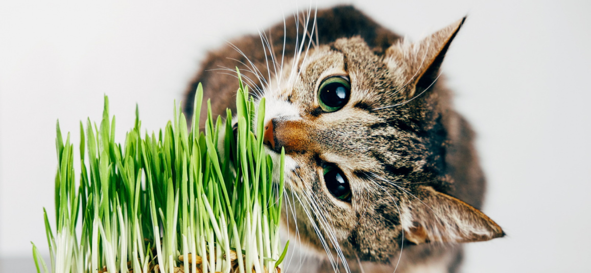 с какого возраста котенку можно давать траву