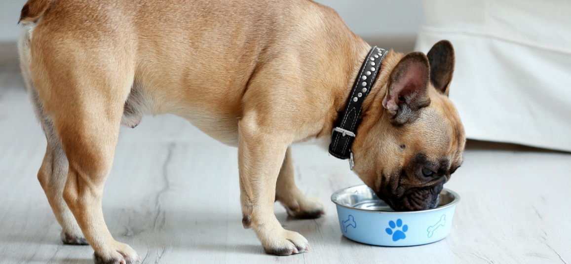 Правильное питание собак мелких пород