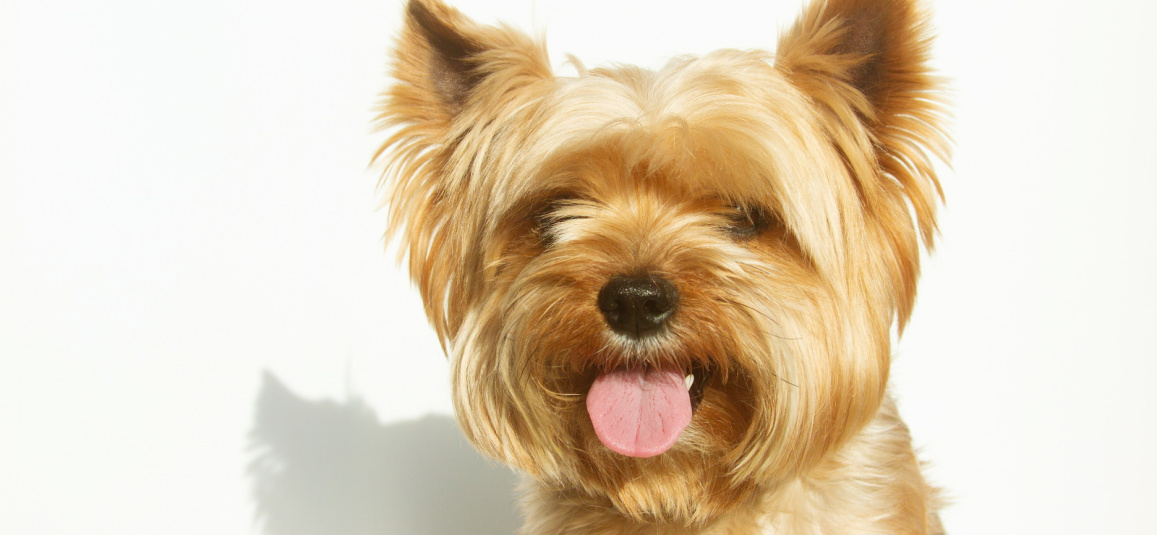 Порода собаки йоркширский терьер: характеристики, фото, рекомендации по  уходу и выбору корма