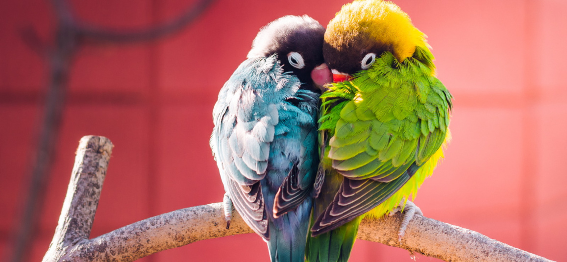 Клетка для попугая: какую лучше купить