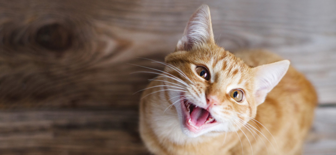 Усы и брови у котов: интересные факты