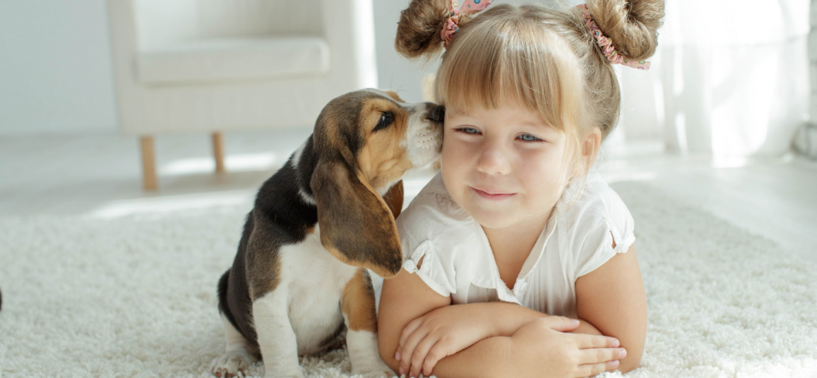 15 лучших пород собак для детей, аллергиков и маленькой квартиры