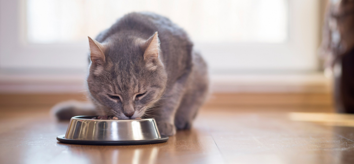 Почему кошка не ест?
