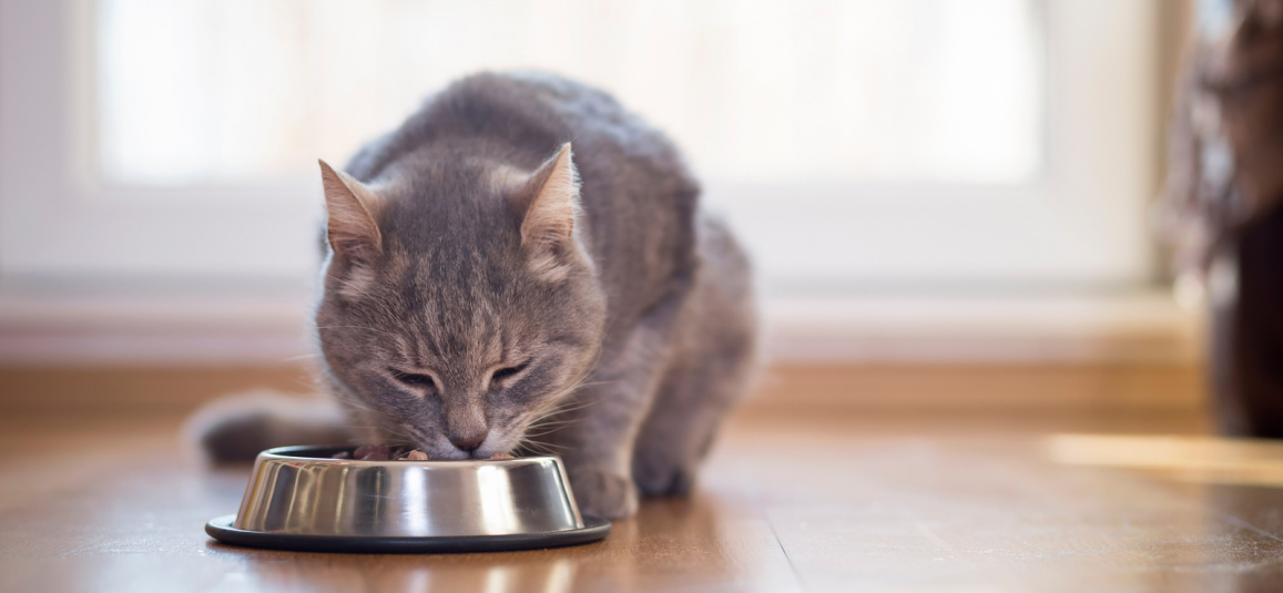 Как и чем кормить кастрированного кота - рацион, советы по сухому и  натуральному кормлению