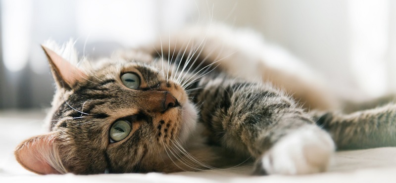 Аллергия у кошки - виды, причины, симптомы, диагностика пищевой и непищевой  аллергии у котов