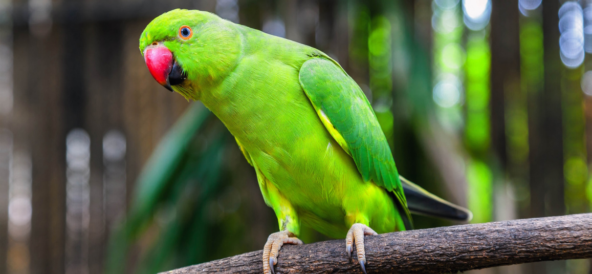 Кольчатый Ожереловый попугай зеленый