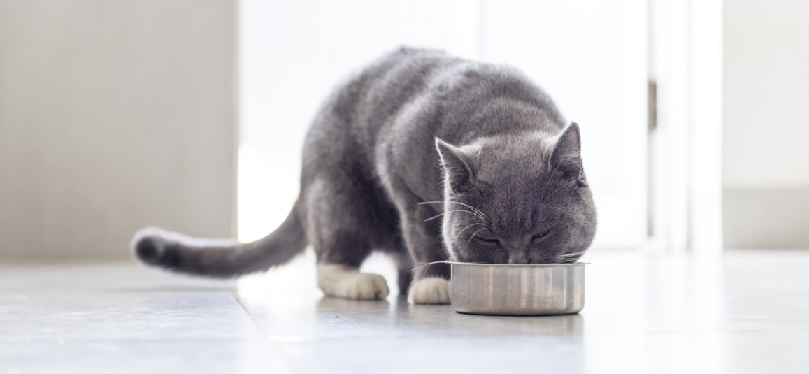 Причины пищевой аллергии у кошек