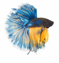 Рыбка петушок синяя с желтым