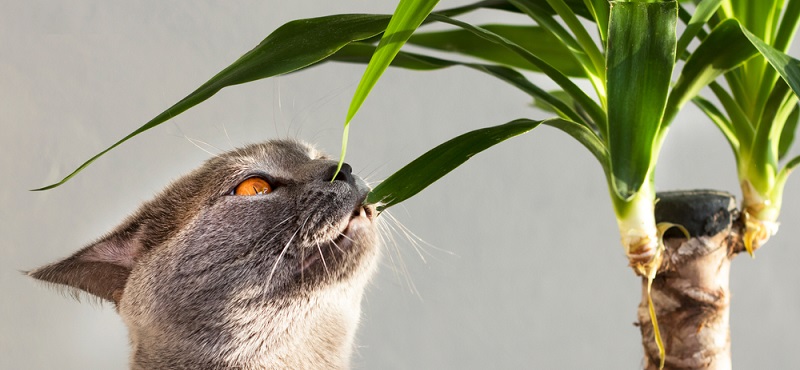 растения которые можно есть котам