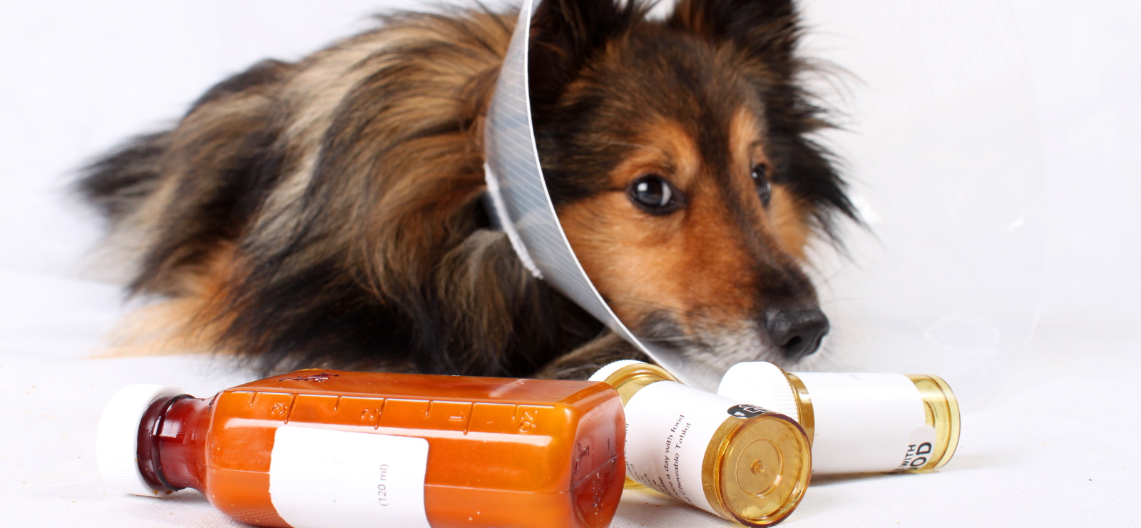 Дегельминтизация собак. Лекарства для животных. Введение лекарств животным. Лекарственных животных. Интродьюсер для кошек.