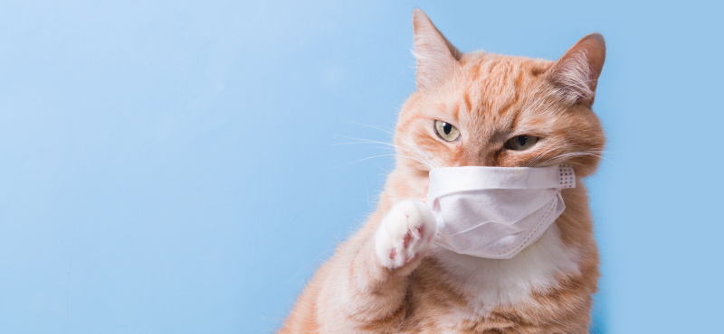 какое лекарство можно дать кошке при простуде