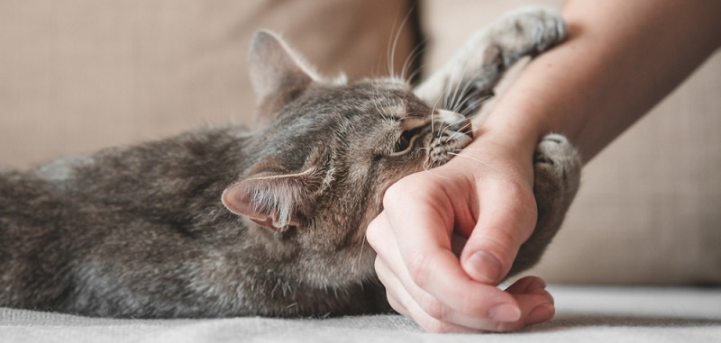 Почему кошка кусает хозяйку за ноги без причины: причины и способы решения