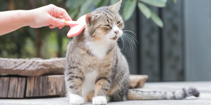 Вредно ли, что кошки едят свою шерсть?