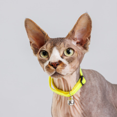 Ошейник нейлоновый с колокольчиком для кошек, 1х30 см, желтый неон