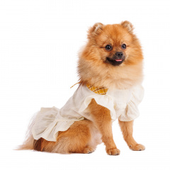 Платье Pure Sun для собак с бантиком белое XS