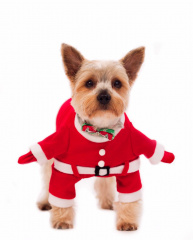Костюм карнавальный для собак Дед Мороз XL красный (мальчик)
