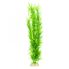 Растение зеленое без цветков 40см